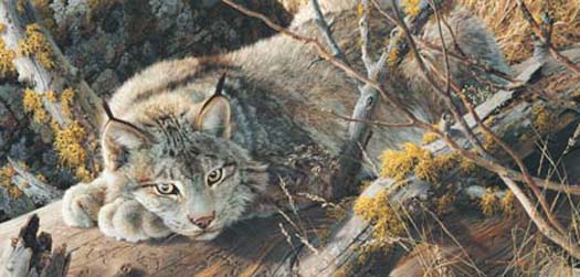 (image for) Handmade oil painting Copy paintings of famous artists Carl Brenders Paintings Take Five-Canada Lynx